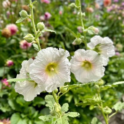 Hollyhock Ficifolia 'Frosty Pink' Seeds