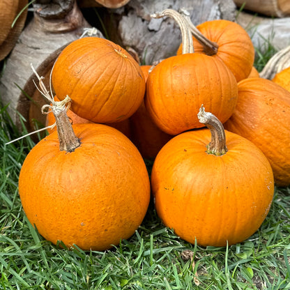 Pumpkin ‘Small Sugar’ Seeds