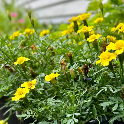 Marigold 'Lemon Drop' Seeds