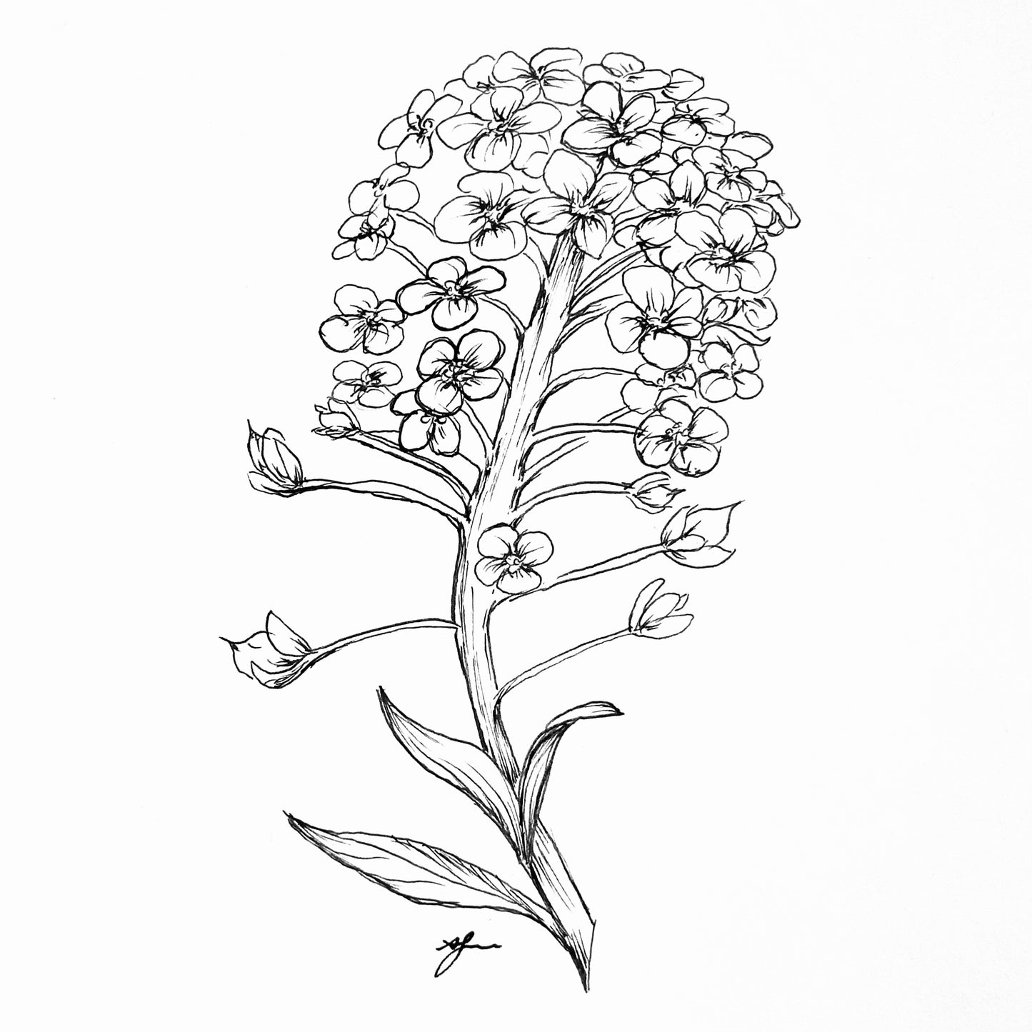 Alyssum 'Snow Cloth' Seeds
