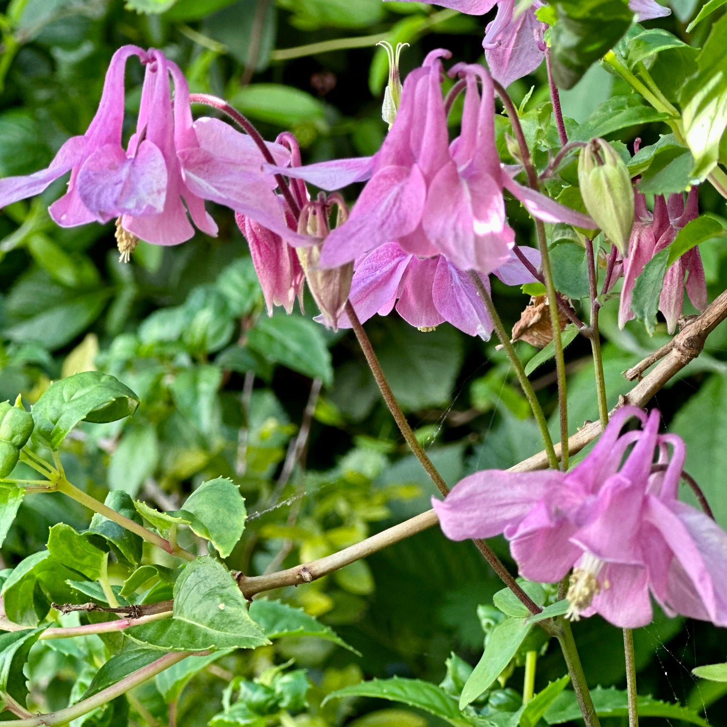 Aquilegia Mixed Seeds