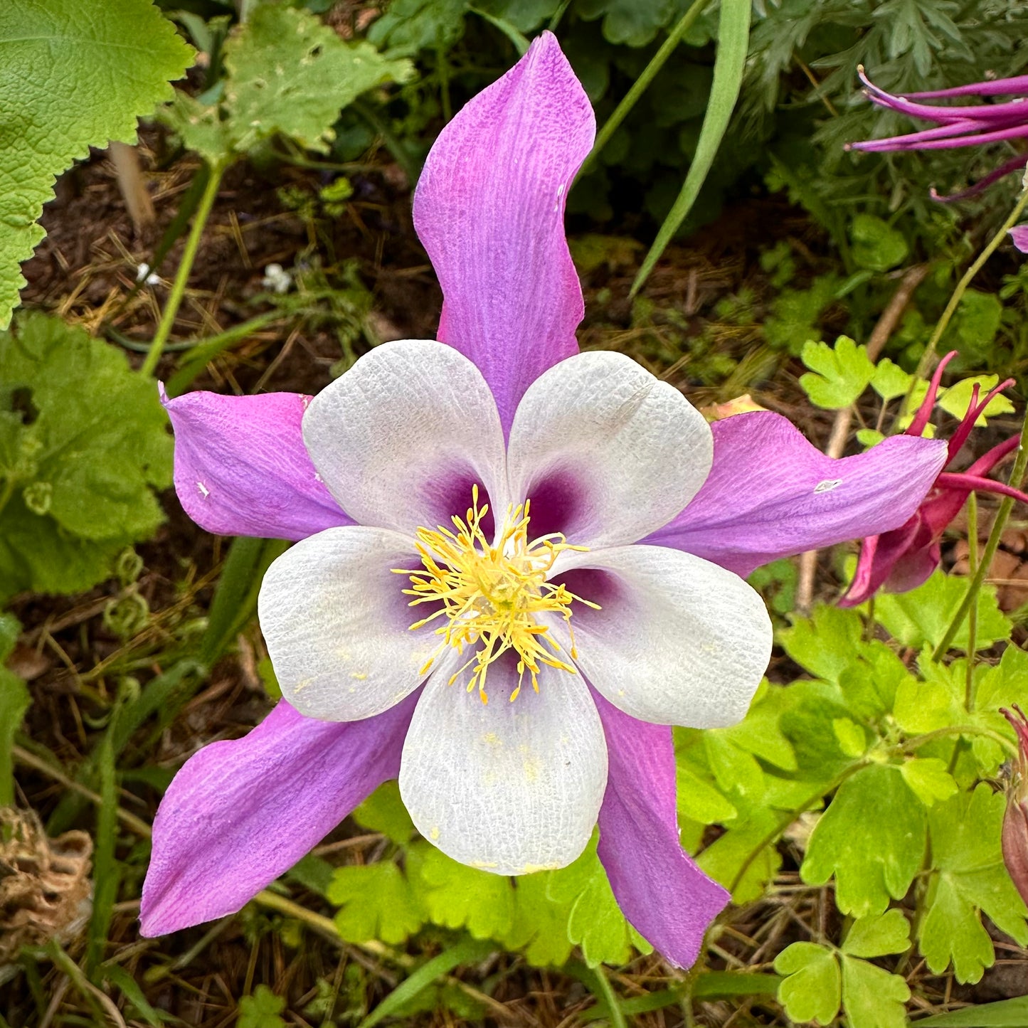 Aquilegia Mixed Seeds