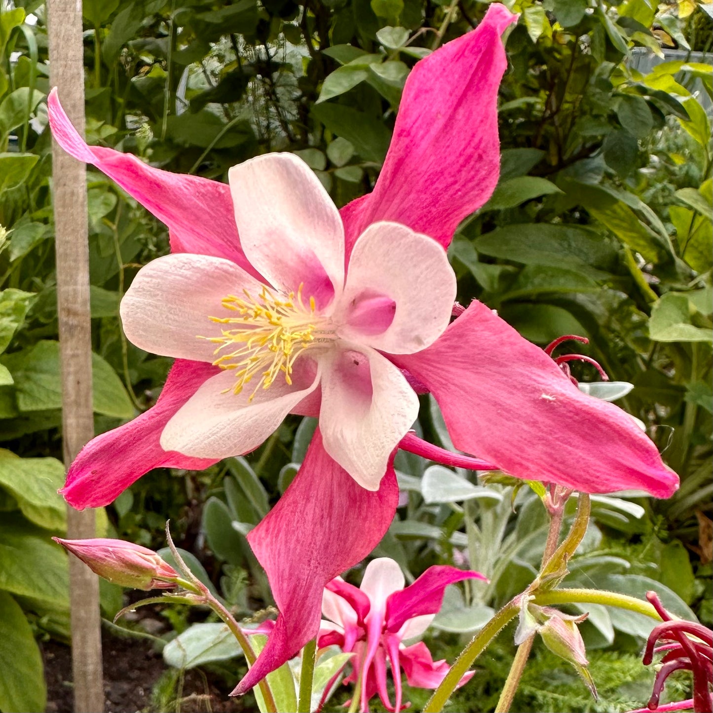 Aquilegia Mixed Seeds