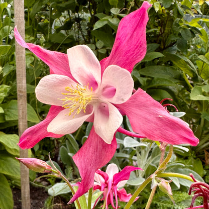 Aquilegia Mixed Seeds
