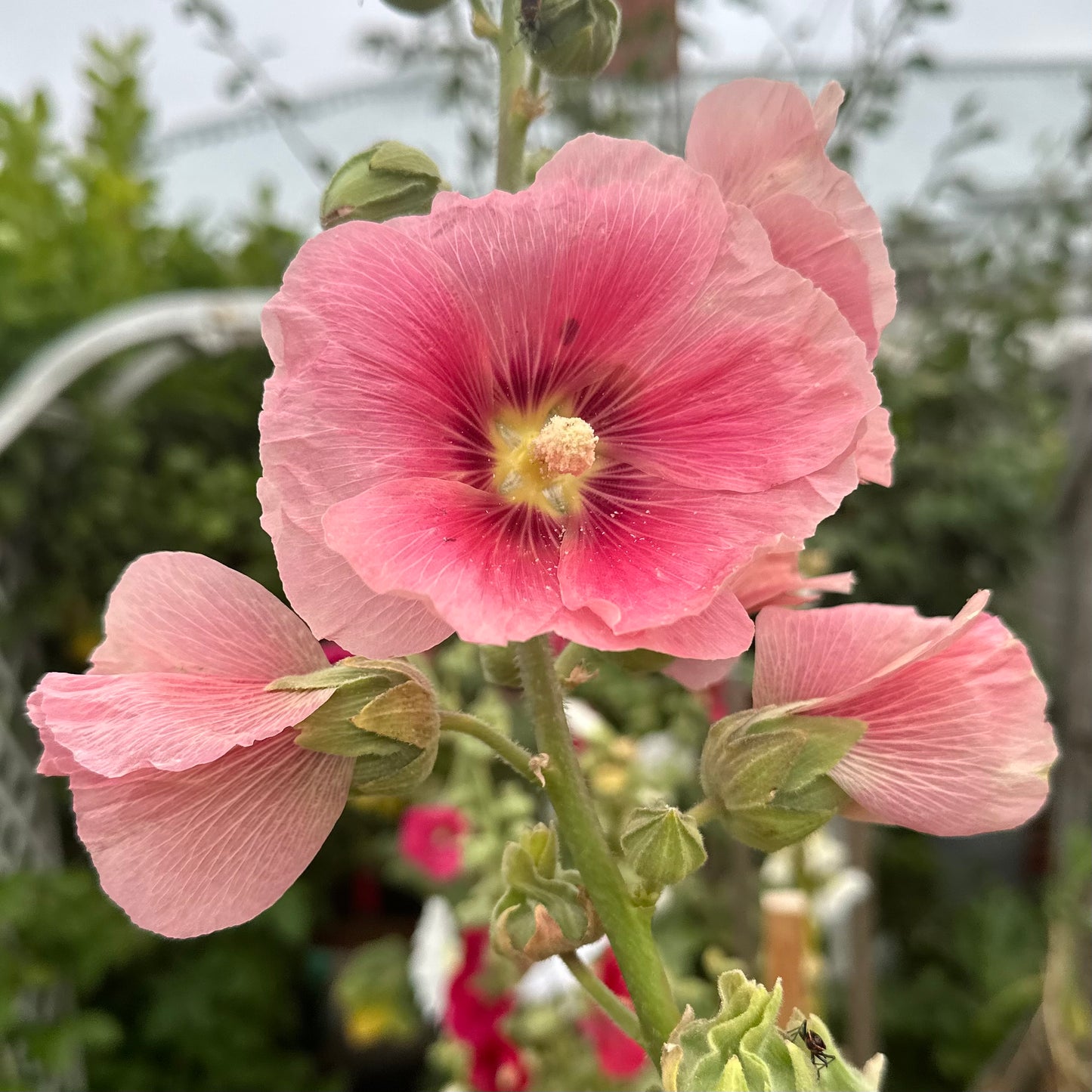 Hollyhock 'Peach’ Seeds