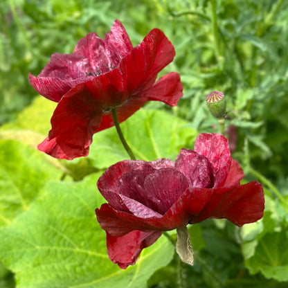 Shirley Poppy ‘Pandora’ Seeds