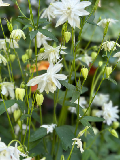 Aquilegia Stellata ‘White Stars’ seeds