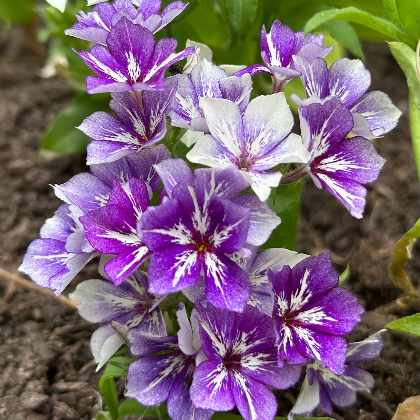 Phlox 'Sugar Stars' Seeds