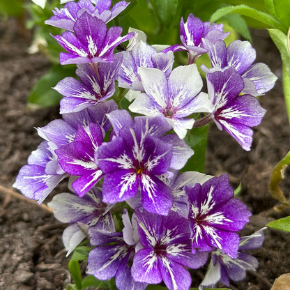 Phlox 'Sugar Stars' Seeds