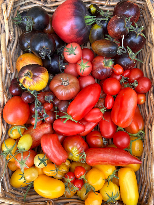 Potted Tomato Plants - Ballarat Only