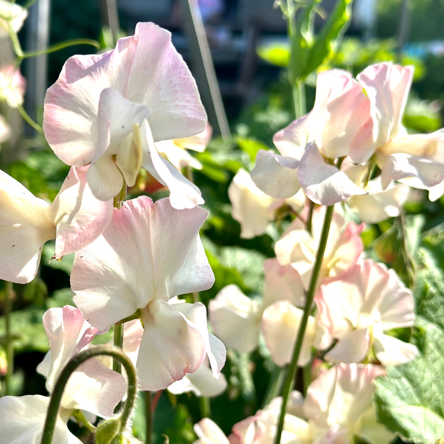 Sweet Pea ‘Bix’ Seeds
