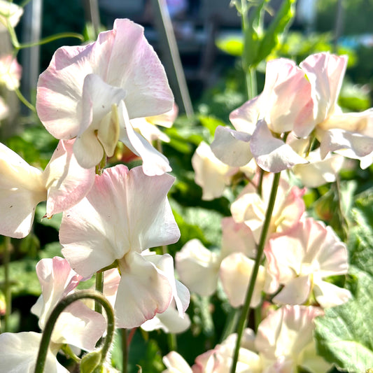 Sweet Pea ‘Bix’ Seeds