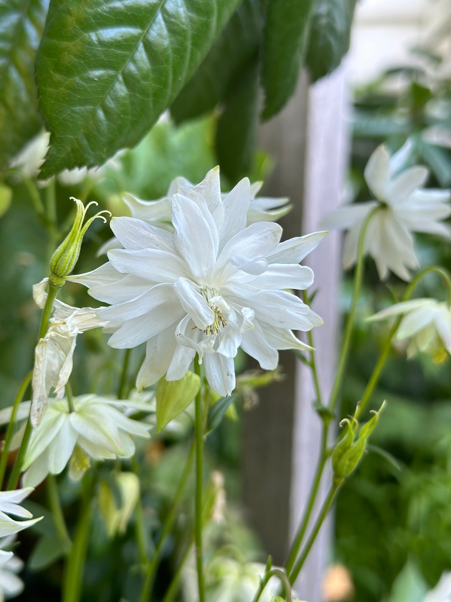 Aquilegia Stellata ‘White Stars’ seeds