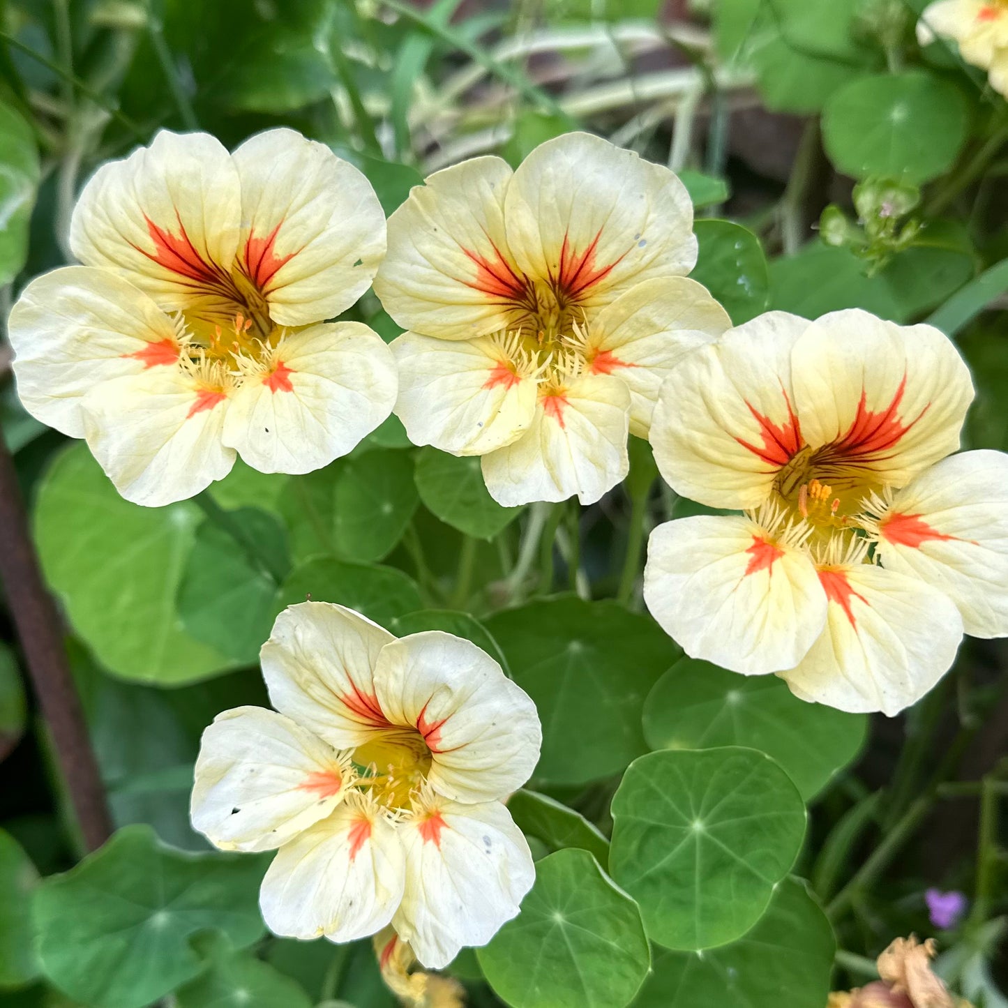 Nasturtium Double Jewel 'Peach Melba' Seeds