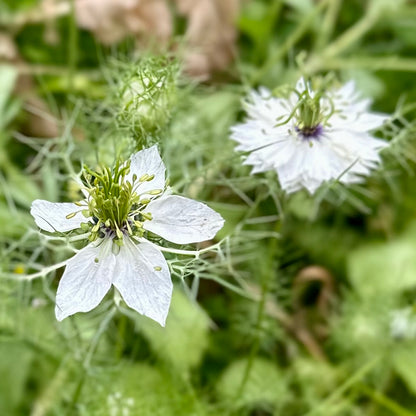 Nigella 'Miss Jekyll White’ 150 Seeds