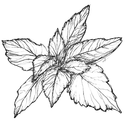 Basil 'Purple Ruffles' Seeds