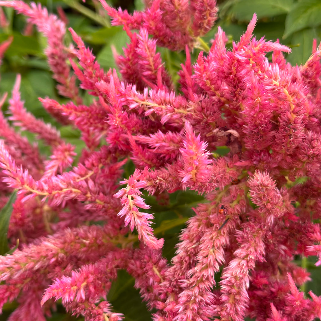 Celosia 'Pink Sunrise Mix' Seeds