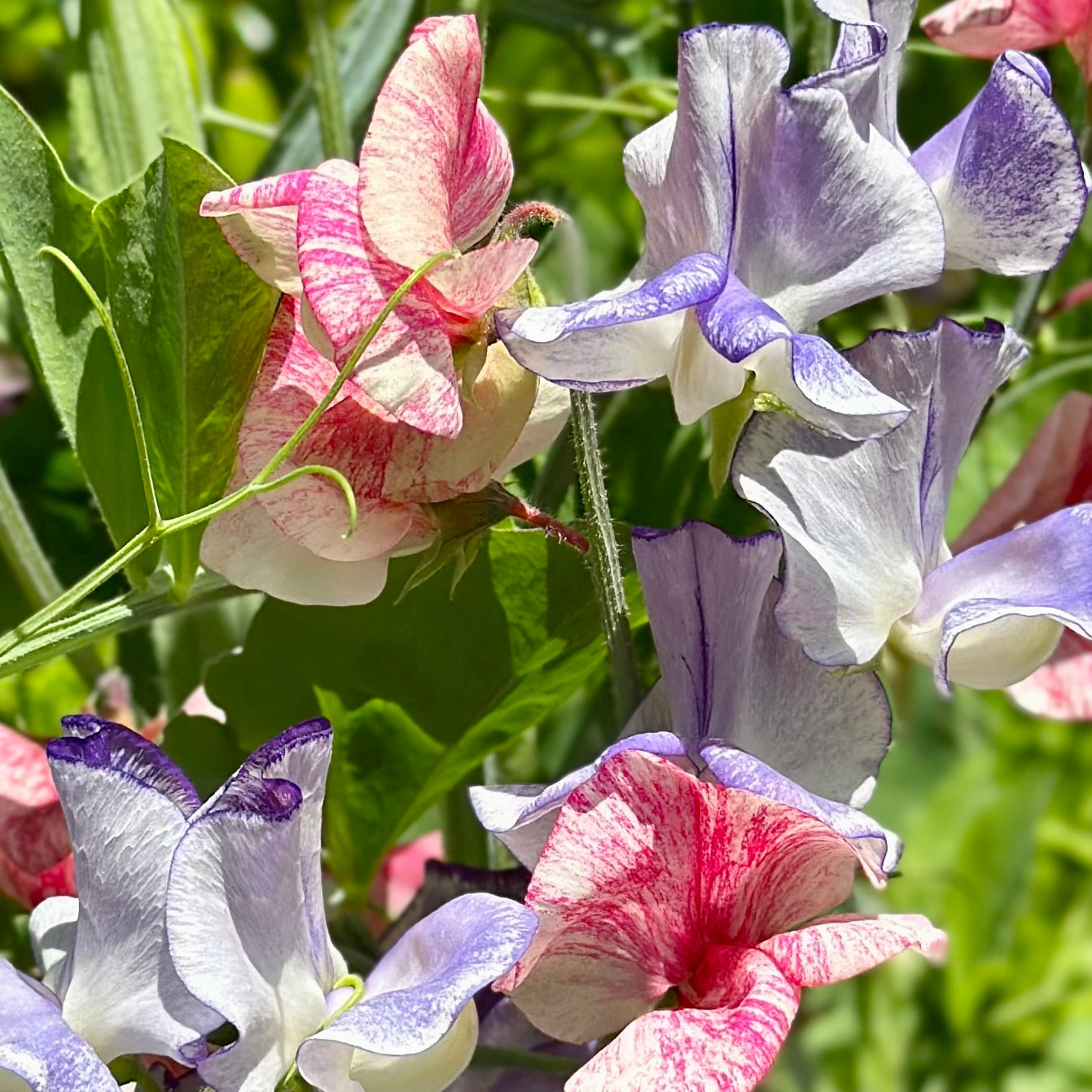 Sweet Pea 'Spencer Stripes' Mixed Seeds.