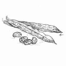 Load image into Gallery viewer, Borlotti Bean &#39;Red Rooster’ Seeds
