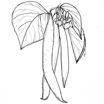Bean 'Scarlet Emperor' Seeds