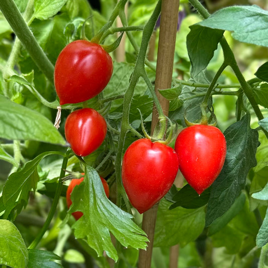 Tomato 'Valentine’ 25 Seeds