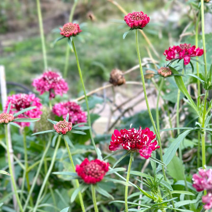 Pincushion Flower Scabiosa 'Beaujolais Bonnets' Seeds
