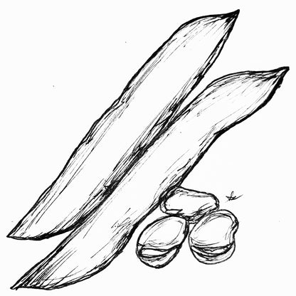 Broad Bean 'Scarlet Cambridge' Seeds