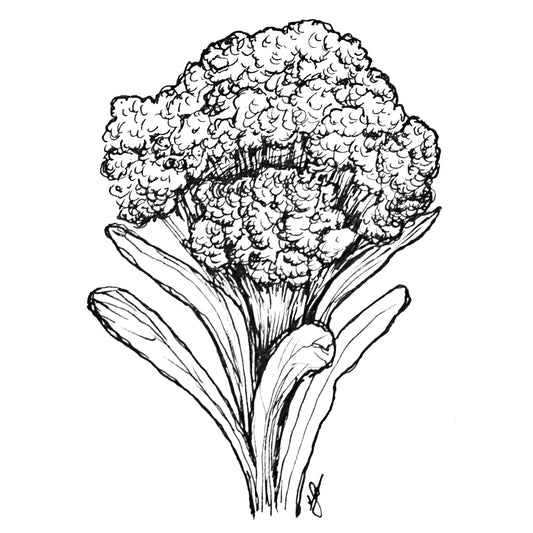 Broccoli 'Di Cicco Early'  Seeds