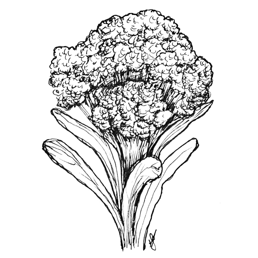 Broccoli 'Di Cicco Early'  Seeds