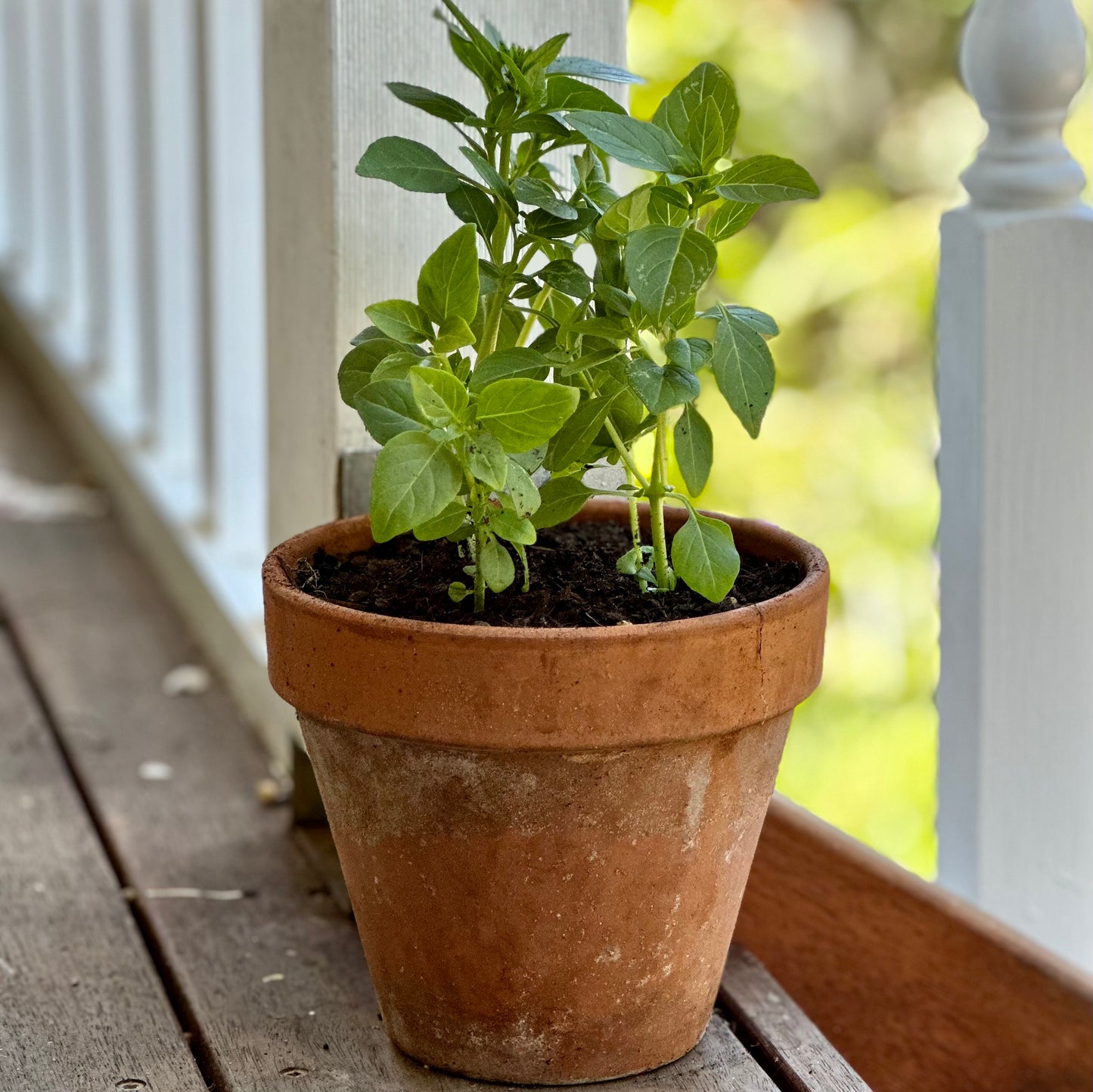 Basil 'Spicy Globe Mini' Seeds
