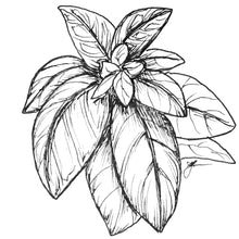 Load image into Gallery viewer, Basil &#39;Italian Large Leaf&#39; Seeds
