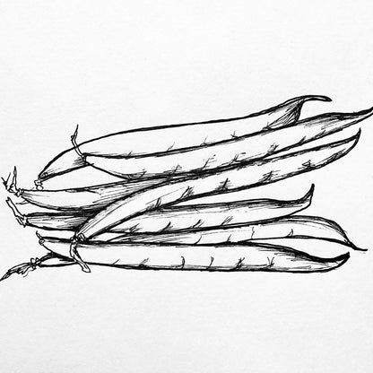 Bush Bean 'Royal Burgundy' Seeds