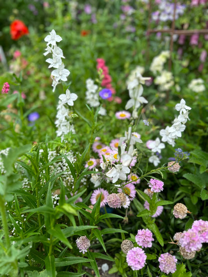 Cottage Garden Flower Mix 10g Seeds