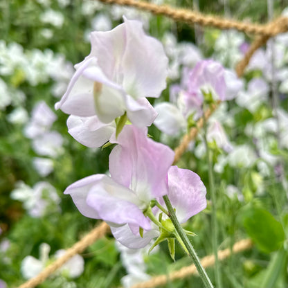 Sweet Pea ‘Arthur Hellyer’ Seeds