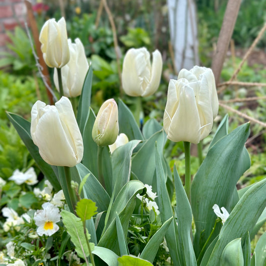Tulip -'Snowboard’ 4 Bulbs