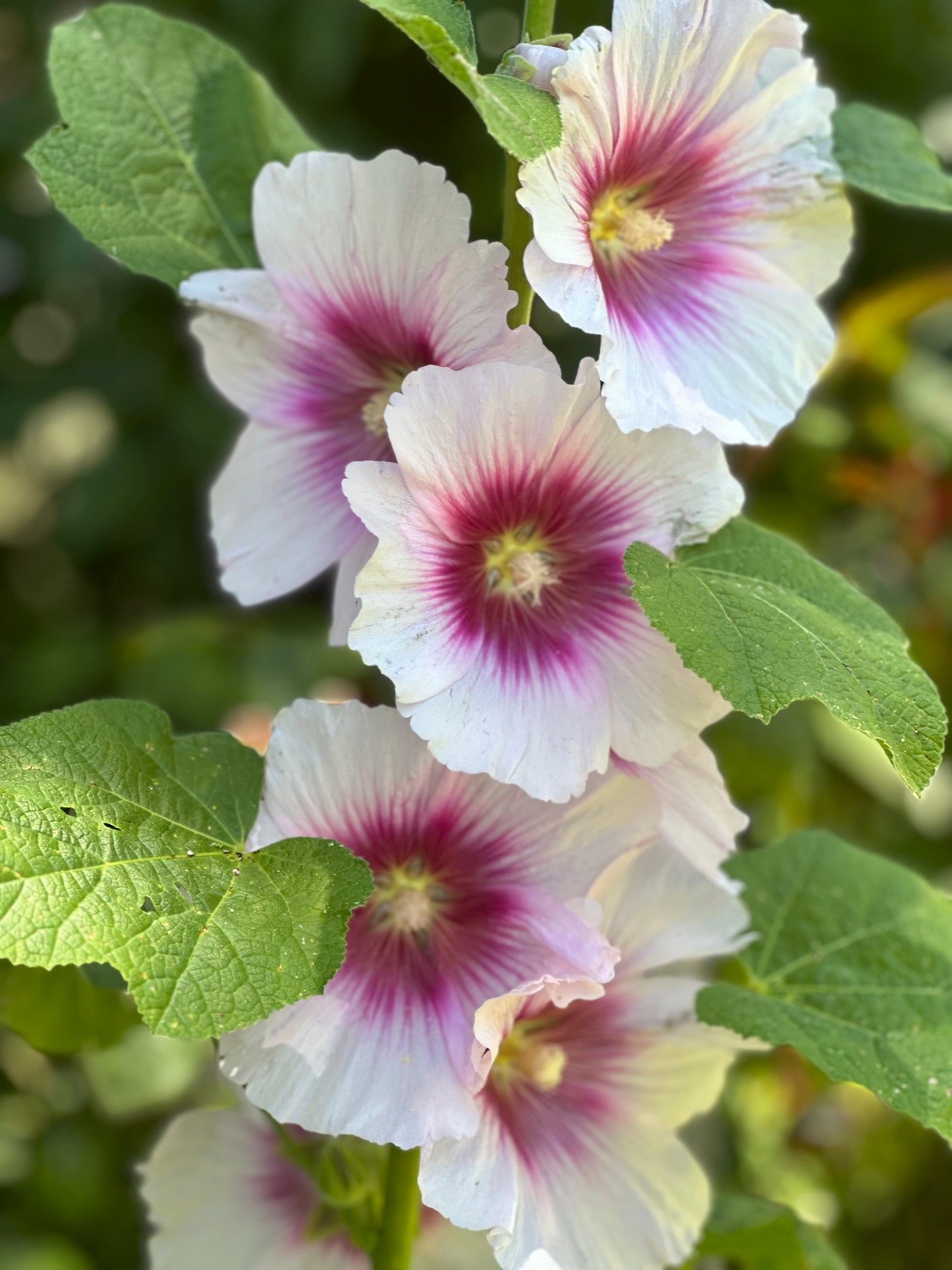 Hollyhock 'Blackberry Halo' Seeds