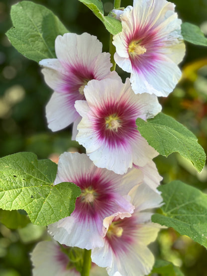 Hollyhock 'Blackberry Halo' Seeds