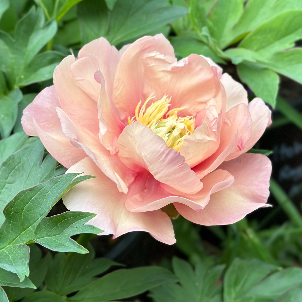 Potted Itoh Peony Plant - Ballarat Only 2026