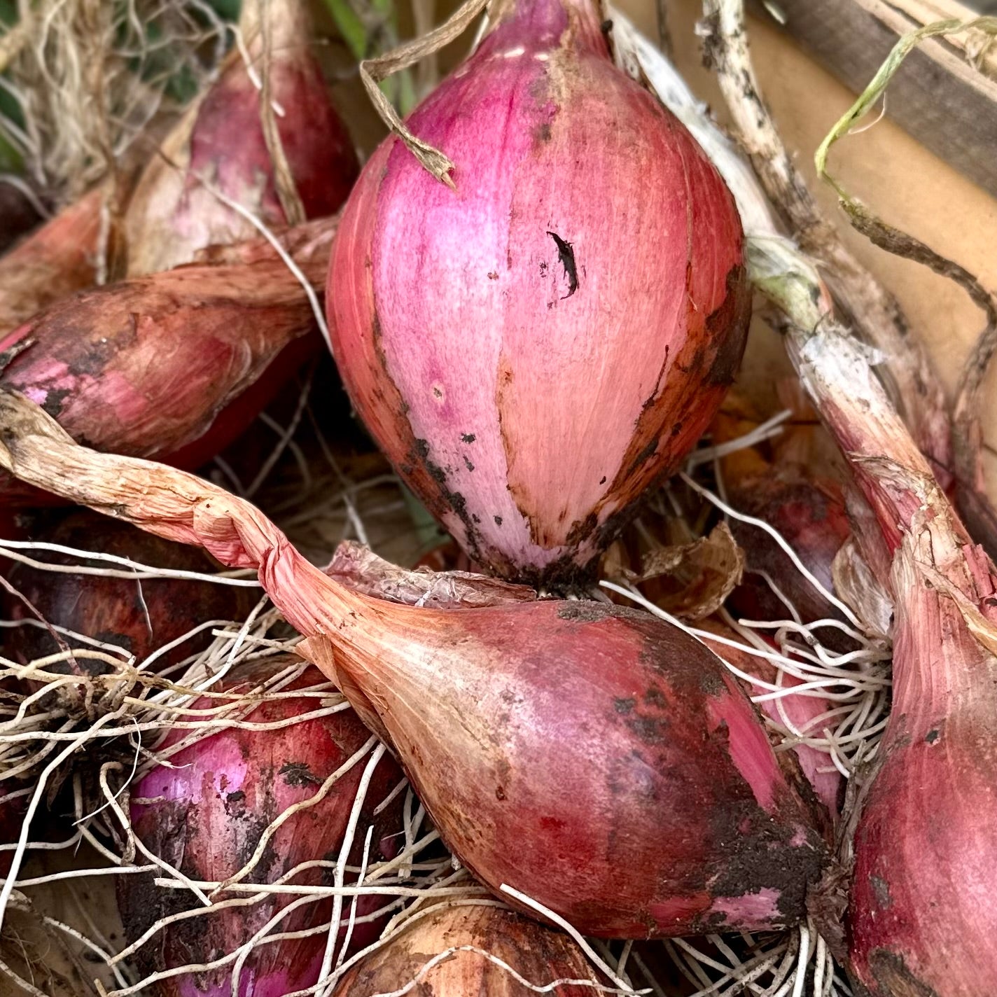 Onion 'Tropea Long Red' Seeds