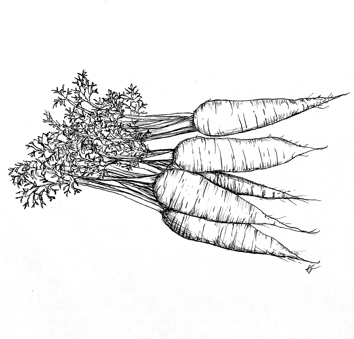 Carrot 'Chantenay Red Cored’ Seeds