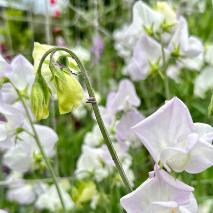 Sweet Pea ‘Arthur Hellyer’ Seeds
