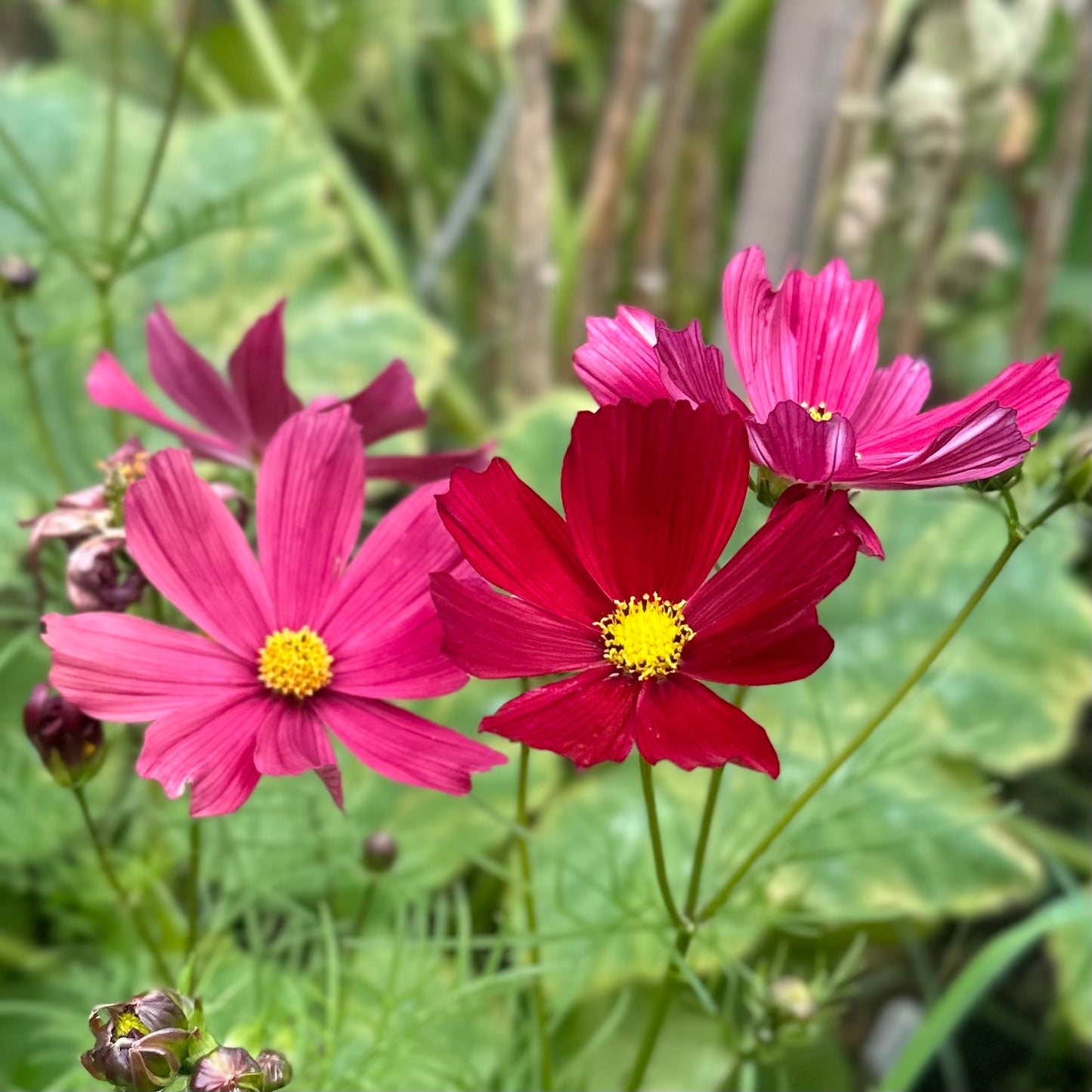 Cosmos ‘Velouette’ 30 Seeds