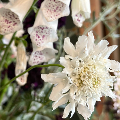 Cottage Garden Flower Mix 10g Seeds