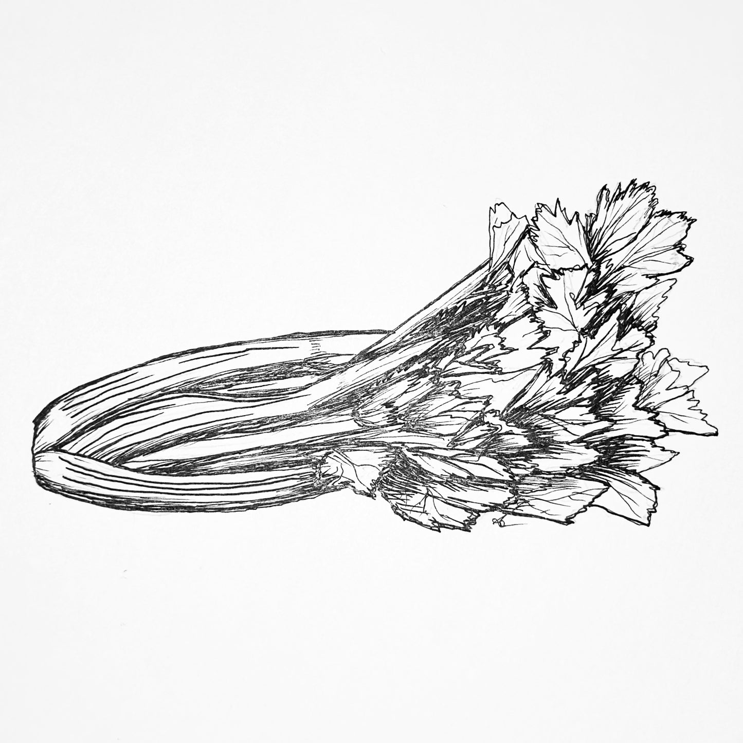 Celery ‘Tall Utah’ Seeds