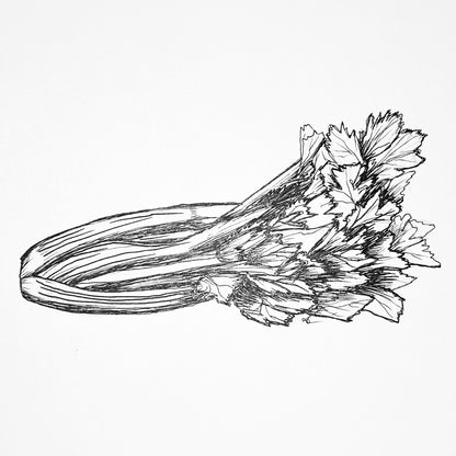 Celery ‘Tall Utah’ Seeds