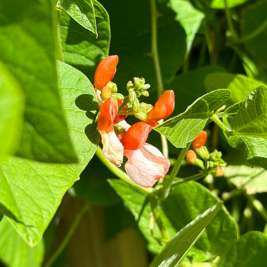 Runner Bean 'Painted Lady’ Seeds