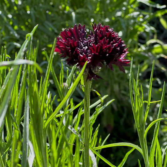 Cornflower 'Double Black Ball' Seeds