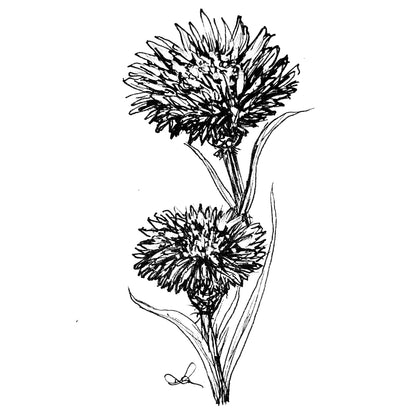 Cornflower 'Double Black Ball' Seeds