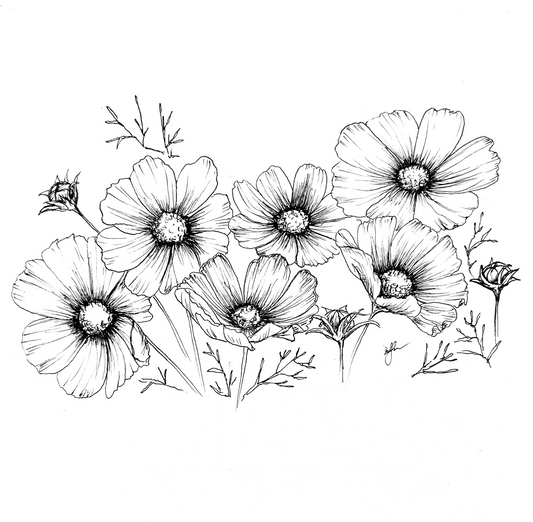 Cosmos Sensation Daydream 80 Seeds