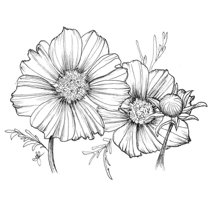 Cosmos 'Xanthos' Seeds